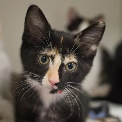A baby small-sized female Domestic Short Hair cat named Bumblebee for adoption in Verona, WI