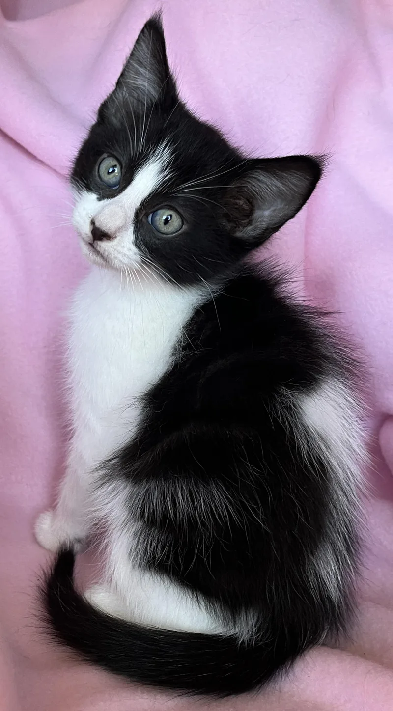 A baby medium-sized male Domestic Short Hair cat named Upton for adoption in Hood RIver, OR