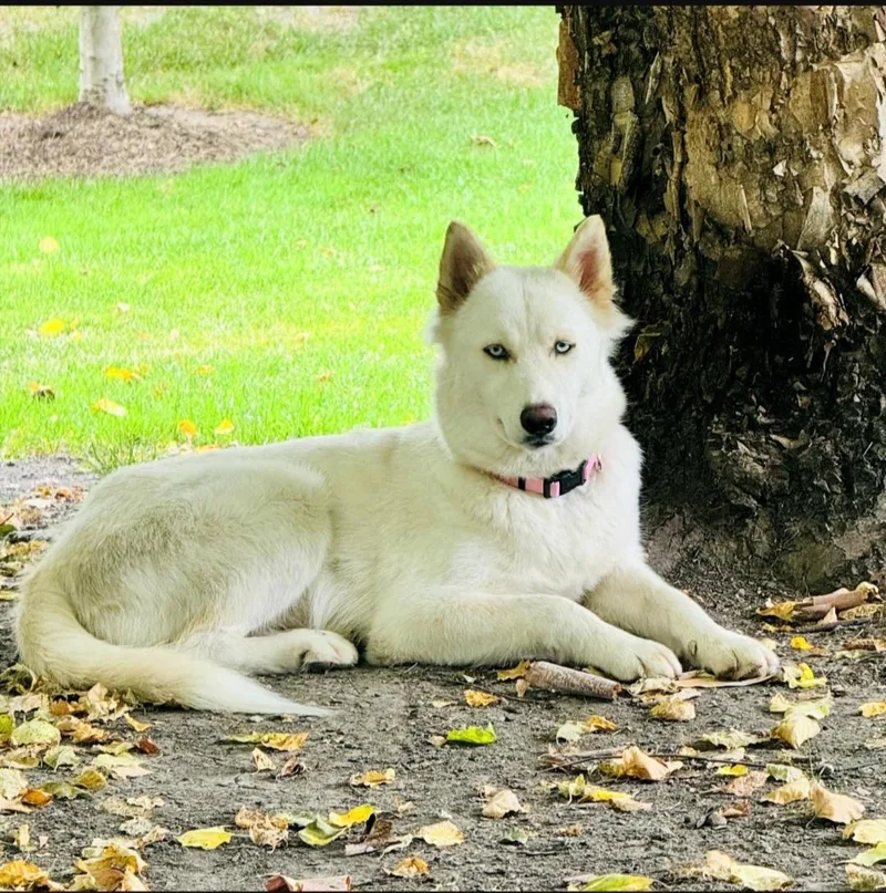 An adult medium-sized female White / Cream Husky dog named Icelyn for adoption in Gregory, TX