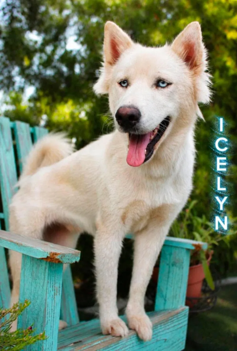 Icelyn thumbnail 2