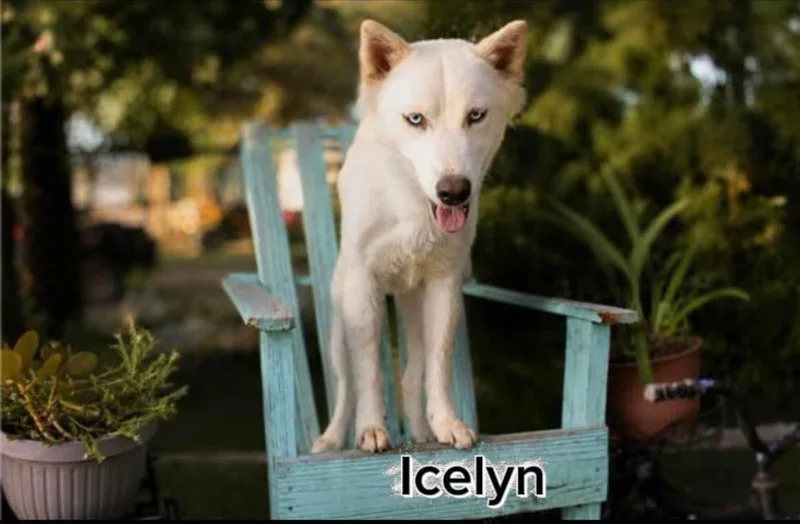 Icelyn thumbnail 5
