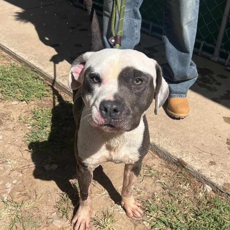 An adult medium-sized male Gray / Blue / Silver Pit Bull Terrier dog named Ace for adoption in Palestine, TX