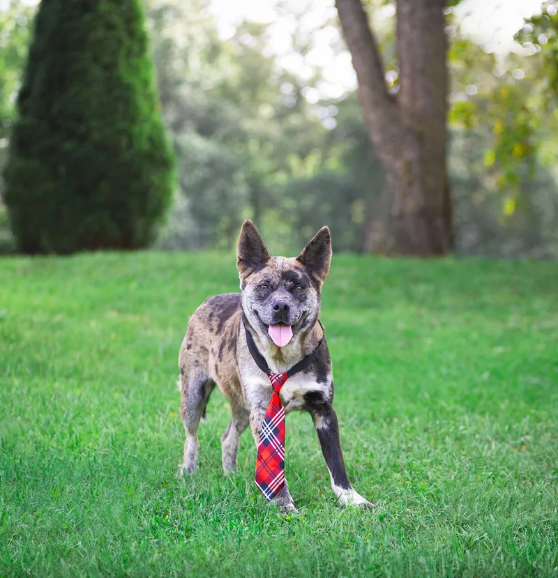A young medium-sized male Catahoula Leopard Dog dog named Snoopy for adoption in Coatesville, PA