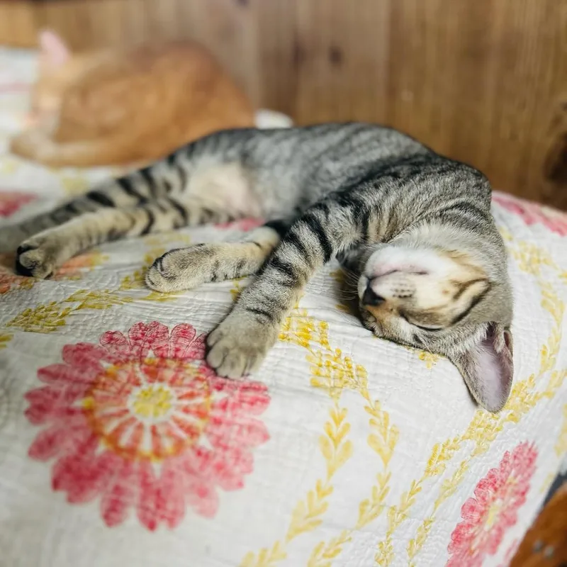 Lover Boy thumbnail 2