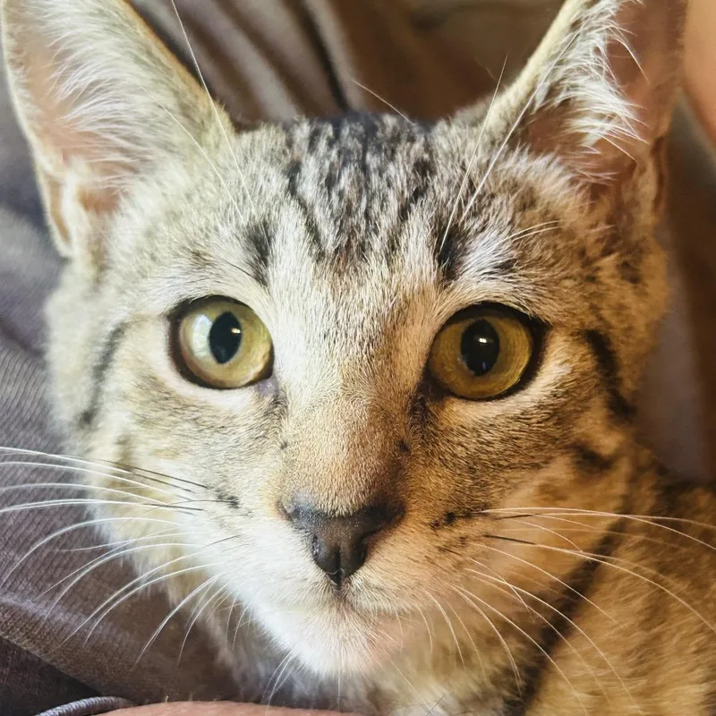 Lover Boy thumbnail 4