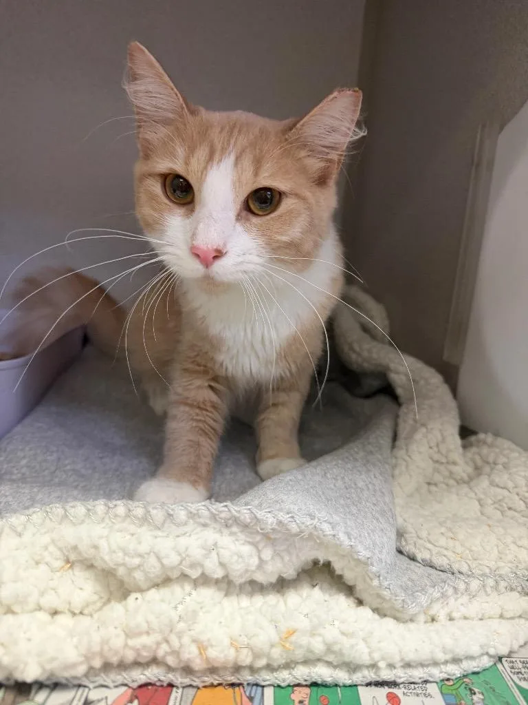 A baby medium-sized female Domestic Medium Hair cat named Giselle for adoption in Pottsville, PA