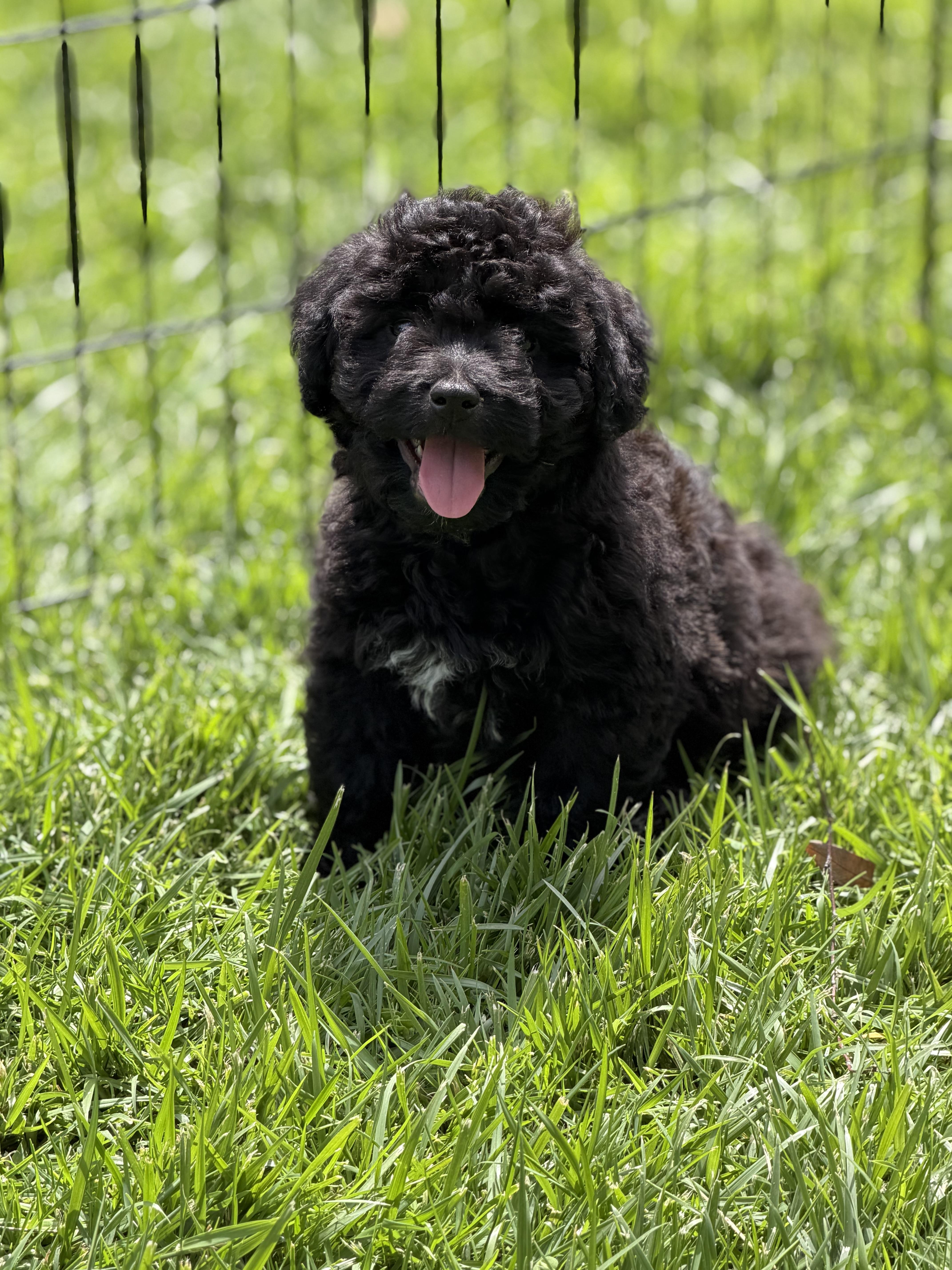 A baby small-sized male Poodle dog named Spike for adoption in Burbank, CA