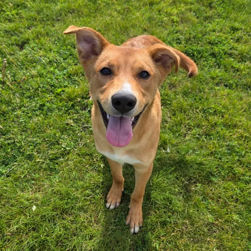 A baby medium-sized male Golden Shepherd dog named Jake for adoption in Pontiac, IL