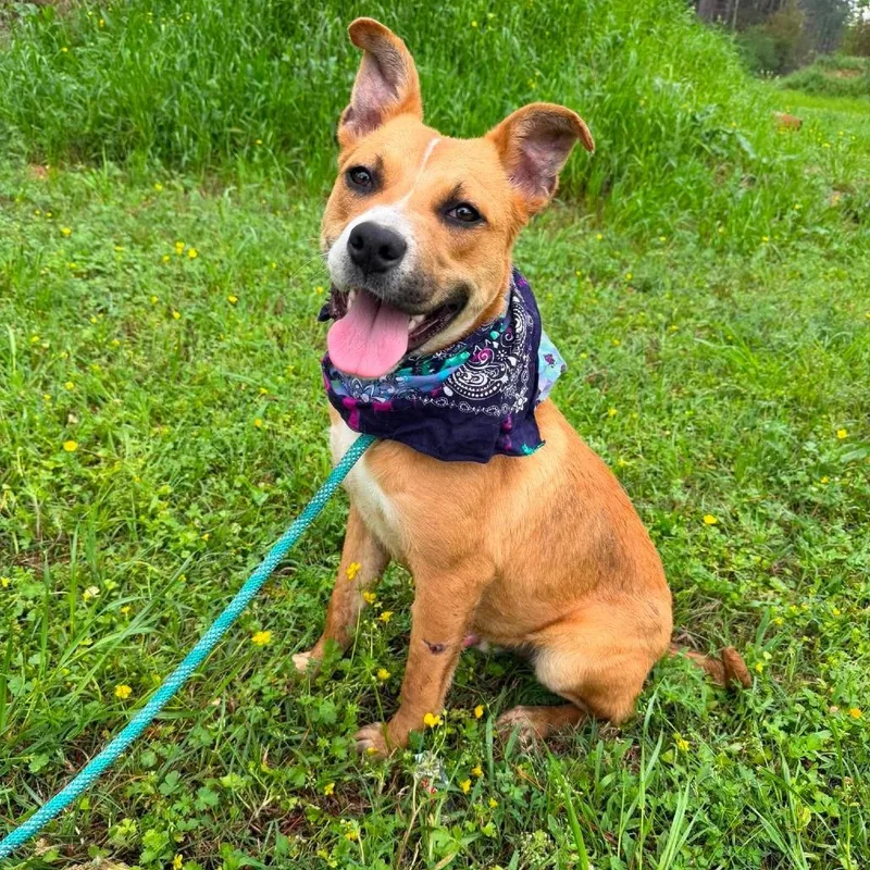 An adult medium-sized male Mixed Breed dog named Prince for adoption in Barrington, NH