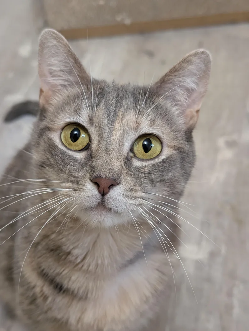 An adult medium-sized female Domestic Short Hair cat named Lychee for adoption in West Lafayette, IN