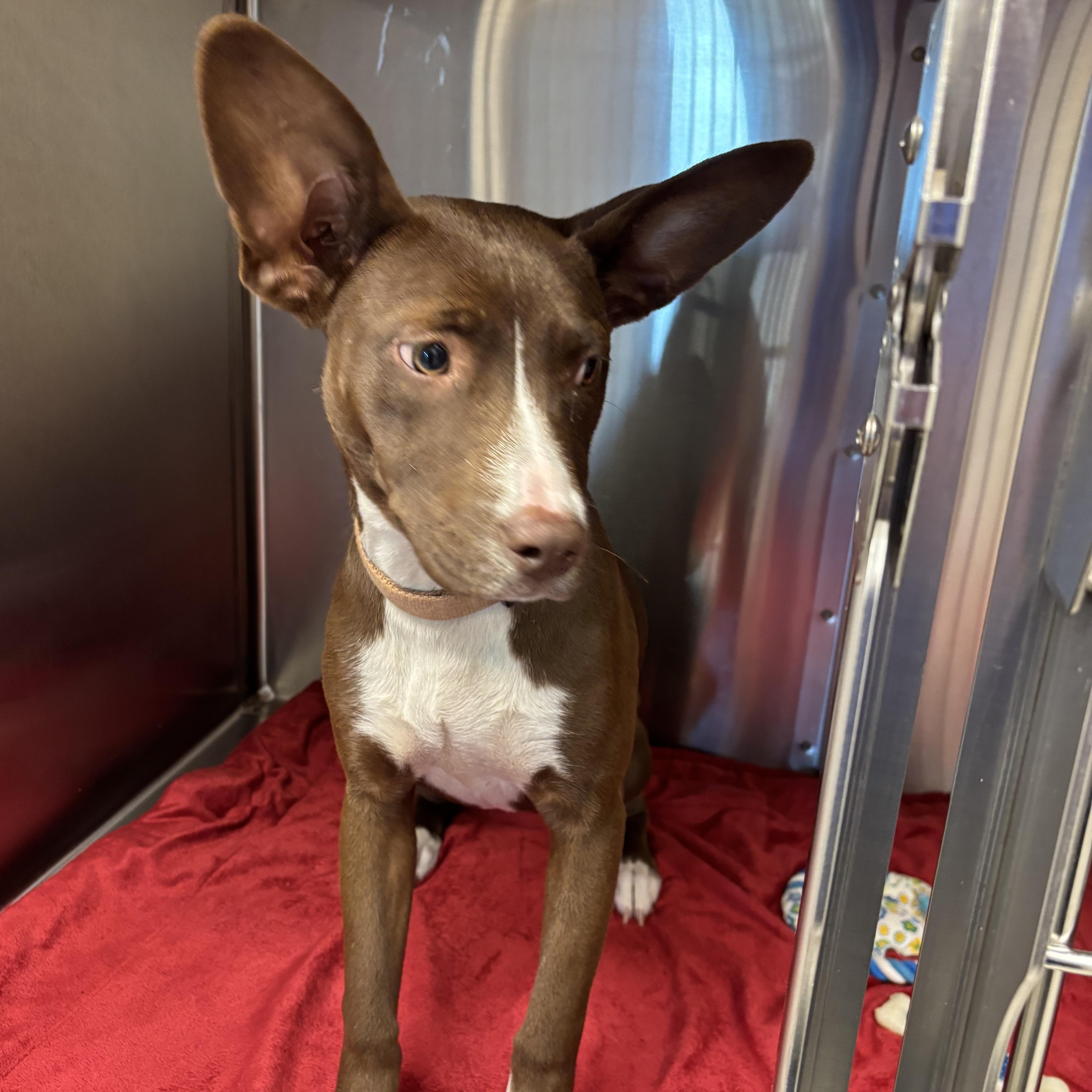 A baby medium-sized female Basenji dog named Sonarasaurus for adoption in Liberty, MO