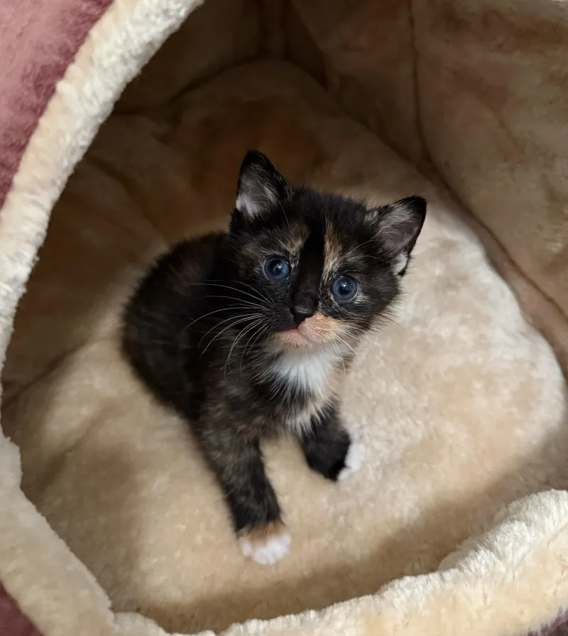 A baby small-sized female Calico cat named Nixie for adoption in Shreveport, LA