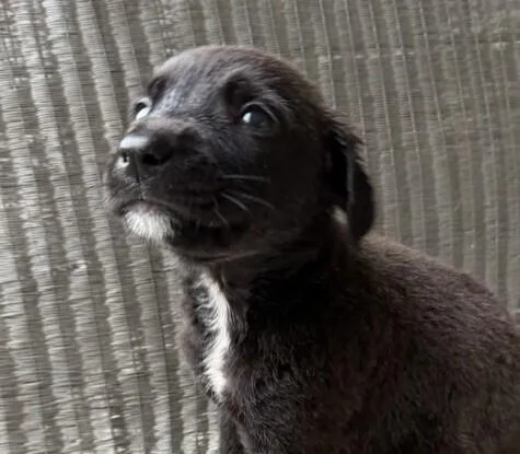 A baby medium-sized male Tricolor (Brown, Black, & White) Labrador Retriever dog named Babe Ferdinand for adoption in Washington, DC