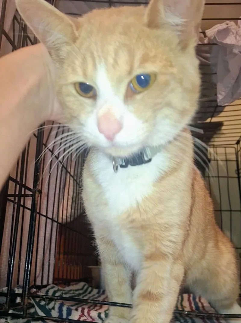A baby medium-sized male Domestic Short Hair cat named Post Malone for adoption in Canton, CT