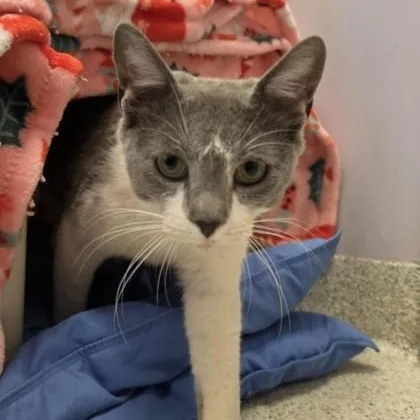 A young medium-sized male Gray & White Domestic Short Hair cat named Tabooey for adoption in Cooperstown, NY