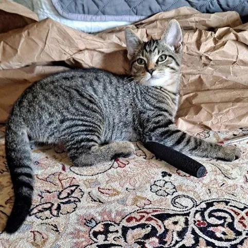 A baby medium-sized male Tabby (Buff / Tan / Fawn) Domestic Short Hair cat named Keanu for adoption in Lenhartsville, PA