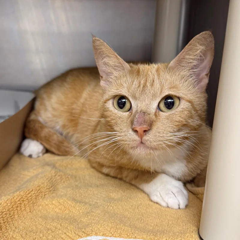 An adult medium-sized female Orange & White Domestic Short Hair cat named Peaches for adoption in St. Augustine, FL