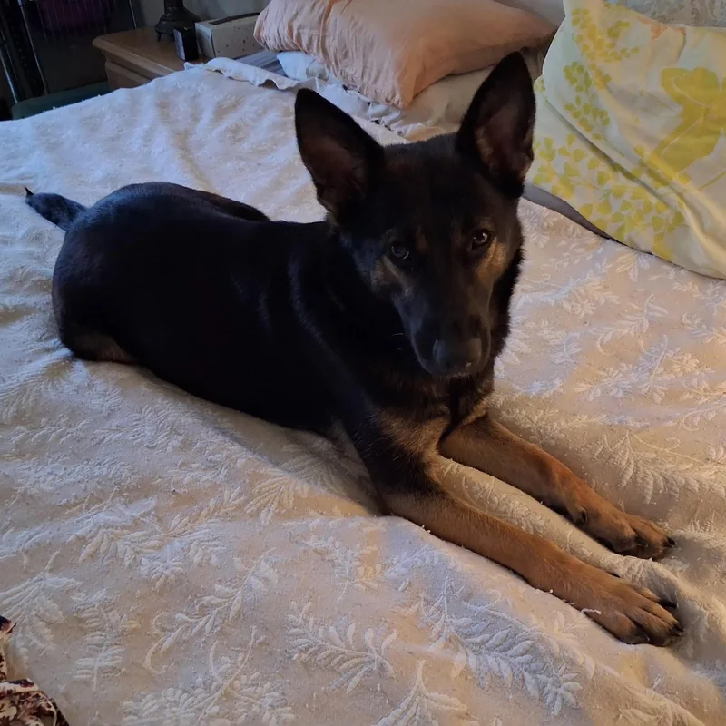 A young medium-sized female Black German Shepherd Dog dog named Bella for adoption in Houston, TX