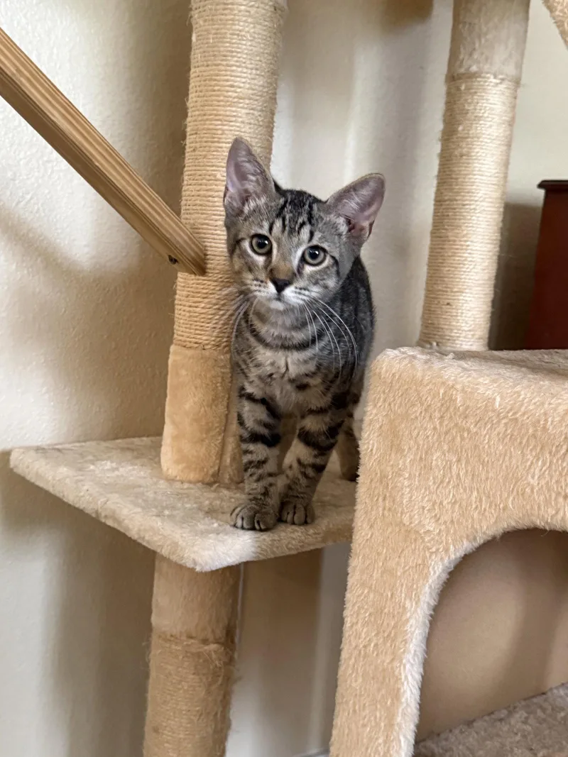 A baby medium-sized male Domestic Short Hair cat named Florida for adoption in Wesley Chapel, FL