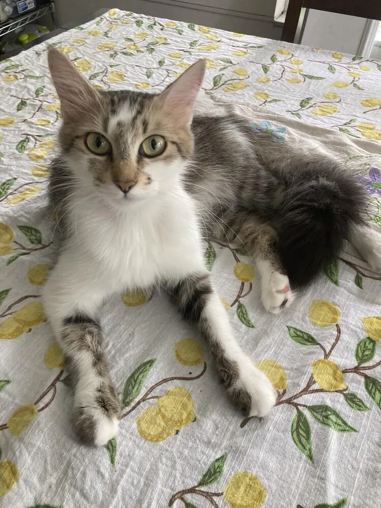 Junie B. thumbnail 2