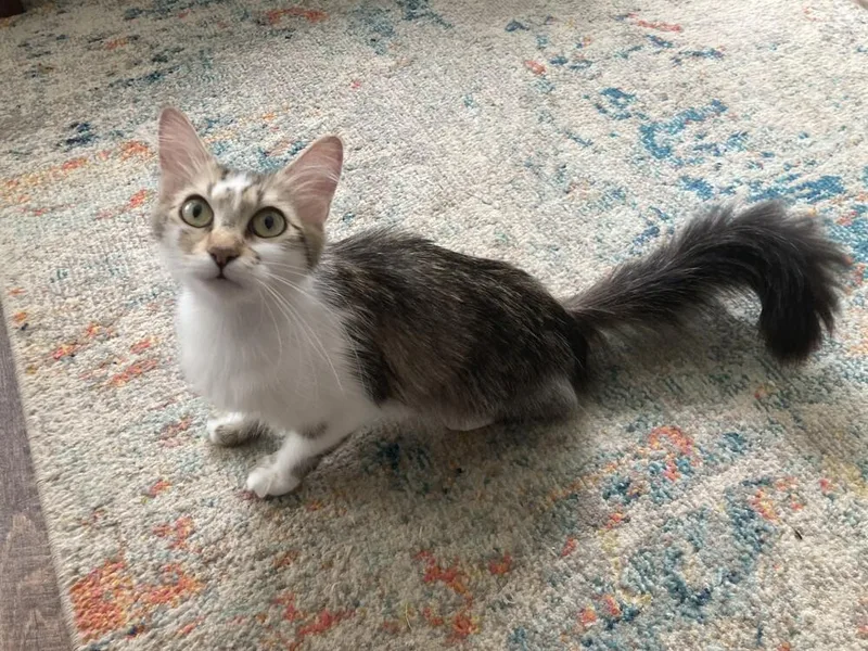 Junie B. thumbnail 3