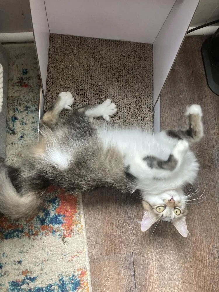 Junie B. thumbnail 4