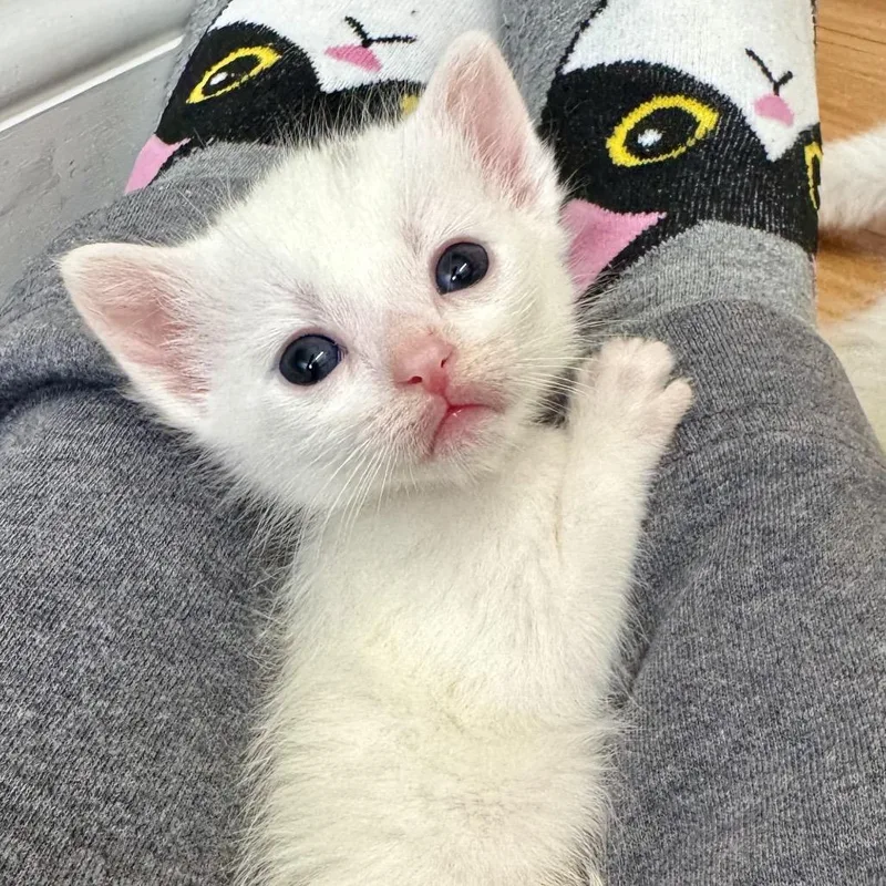 A baby medium-sized female White Domestic Short Hair cat named Ivory for adoption in Middle Village, NY