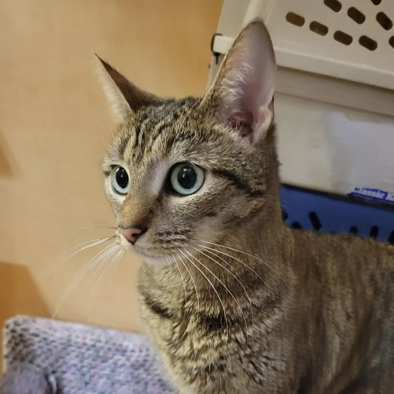 An adult medium-sized male Domestic Short Hair cat named Little Jack for adoption in Toms Brook, VA