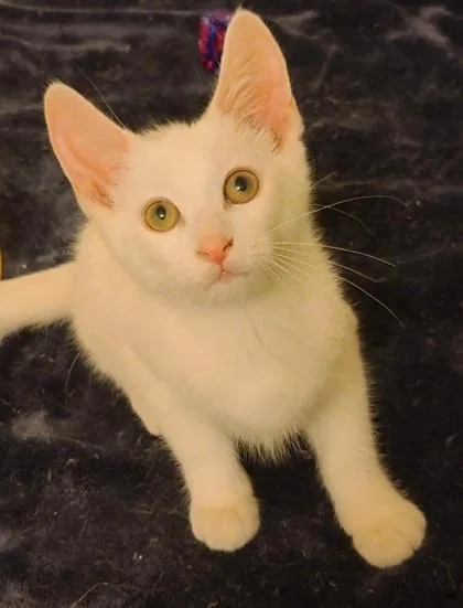 A baby small-sized female Domestic Short Hair cat named Fantasy for adoption in Verona, WI