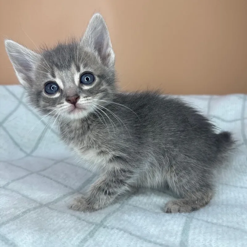 A baby small-sized male Gray / Blue / Silver Domestic Short Hair cat named Dragonfly for adoption in San Antonio, TX
