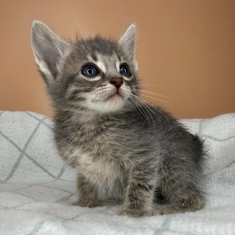 Dragonfly thumbnail 2