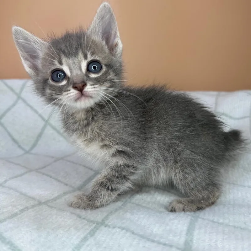 Dragonfly thumbnail 3