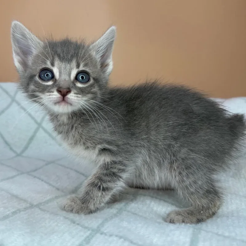 Dragonfly thumbnail 4