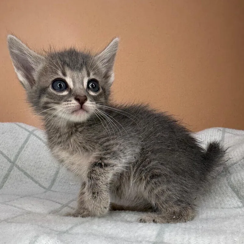 Dragonfly thumbnail 5