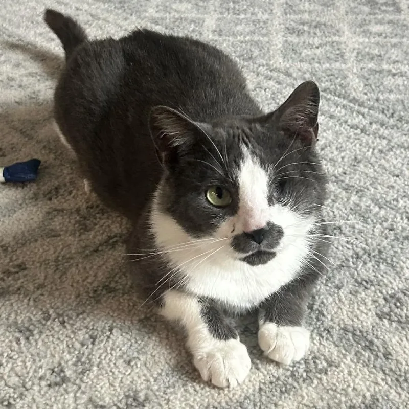 An adult medium-sized male Gray / Blue / Silver Domestic Short Hair cat named Winx for adoption in Gibsonia, PA
