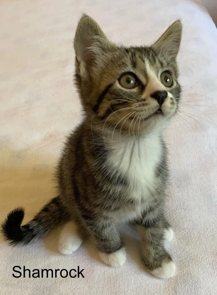 A baby small-sized female Domestic Short Hair cat named Shamrock for adoption in Louisa, VA