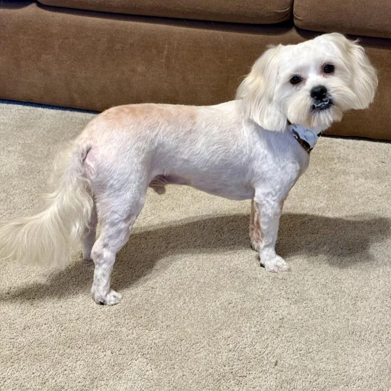 An adult small-sized male Maltese dog named Max for adoption in Santa Fe, TX