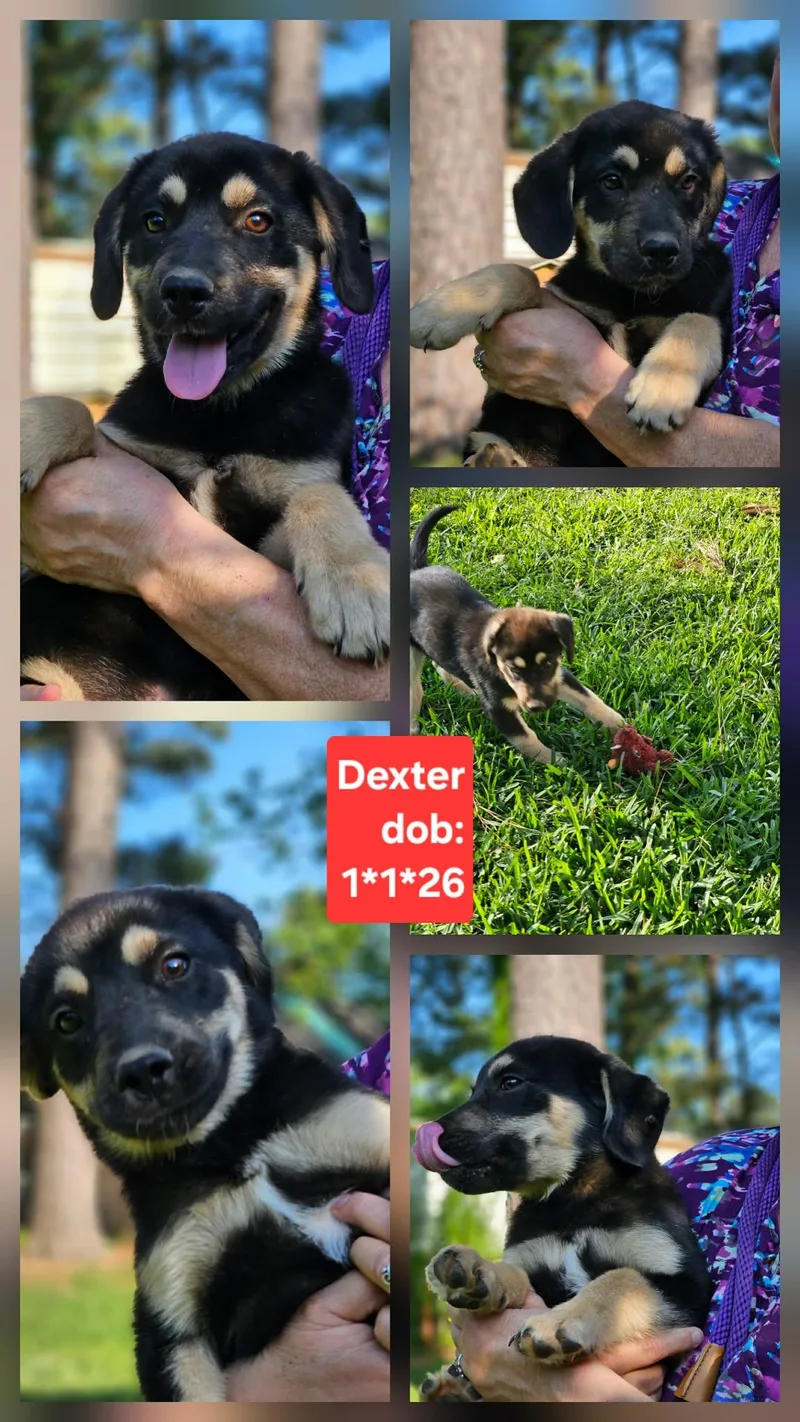 A baby medium-sized male Shepherd dog named Dexter Dee for adoption in Wakefield, RI