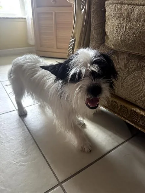 A young small-sized male Terrier dog named Oreo for adoption in Saint Cloud, FL