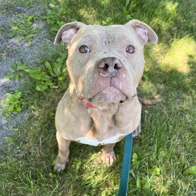 An adult medium-sized female Yellow / Tan / Blond / Fawn Mixed Breed dog named Sabine for adoption in Fairport, NY