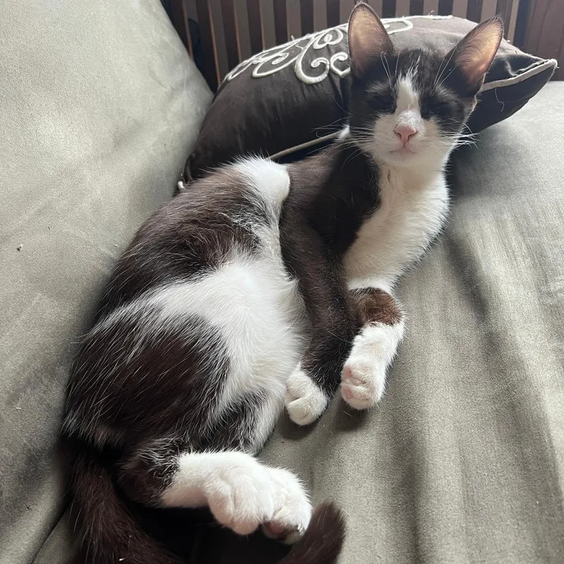 An adult small-sized male Black Domestic Short Hair cat named Auggie for adoption in Chicago, IL