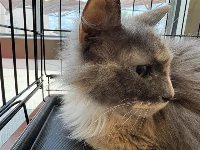 A senior small-sized female Domestic Short Hair cat named Layla for adoption in San Antonio, TX