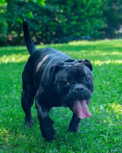 An adult large-sized female Mixed Breed dog named Bean Bag Toss for adoption in Chamblee, GA