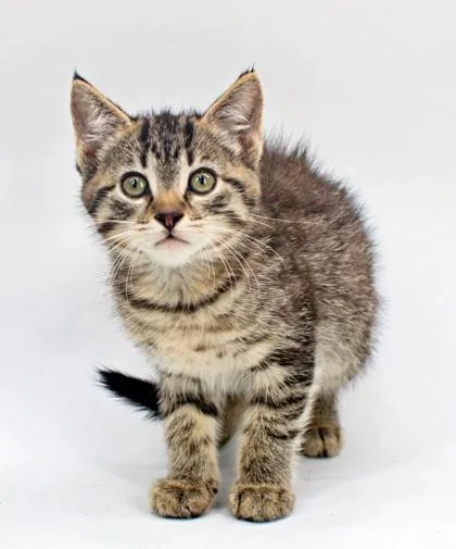 A baby small-sized female Domestic Short Hair cat named Cordelia for adoption in Morton Grove, IL
