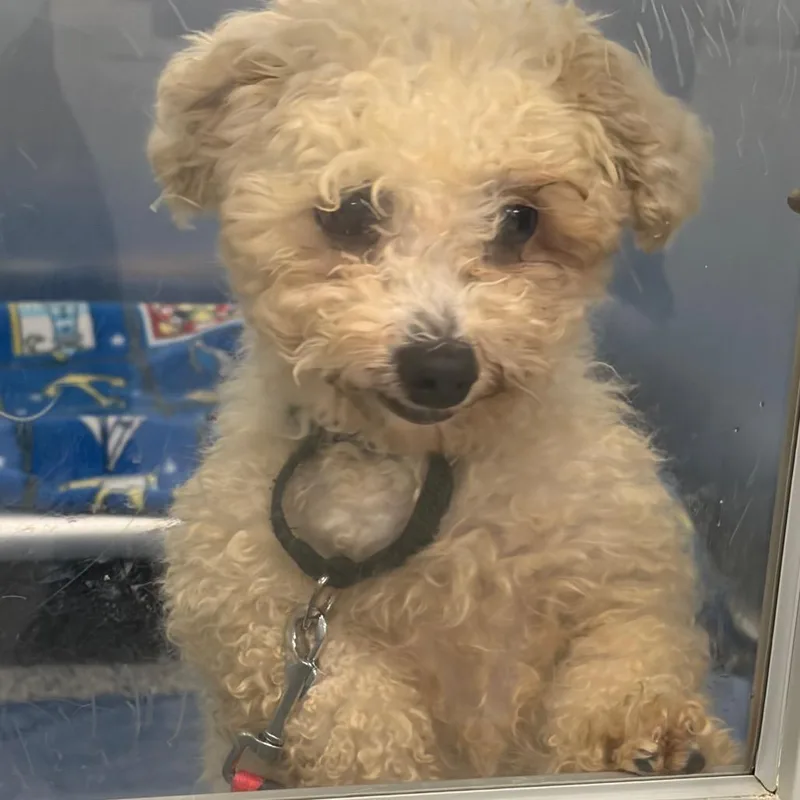 A senior small-sized male White / Cream Mixed Breed dog named Baba Ghanoush for adoption in Mentor, OH