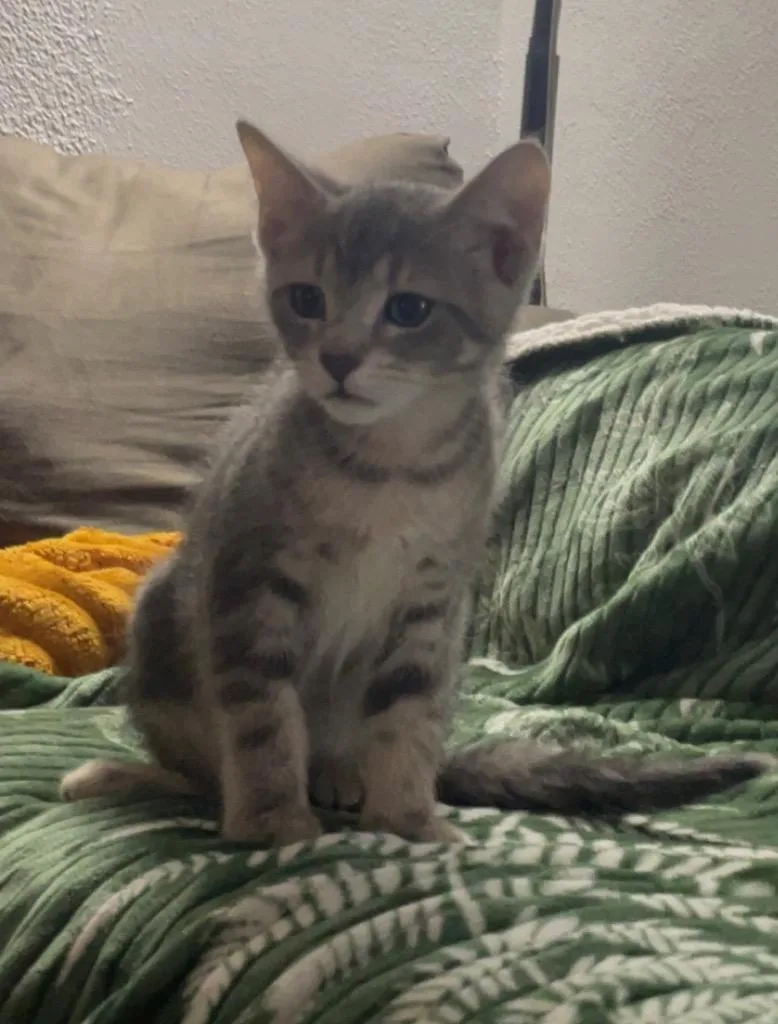 Athena