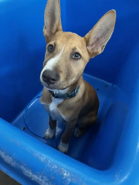 A baby large-sized male Mixed Breed dog named Milo for adoption in Dallas, TX