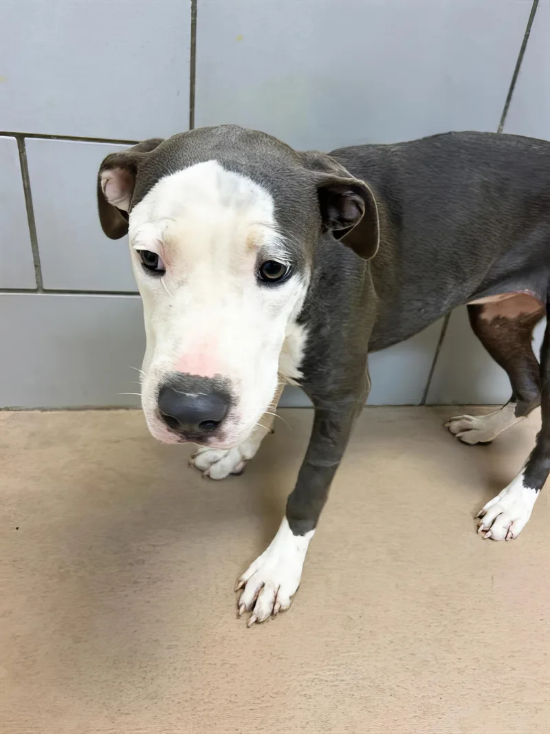 A young medium-sized female Gray / Blue / Silver Mixed Breed dog named Cannoli for adoption in Nashville, TN