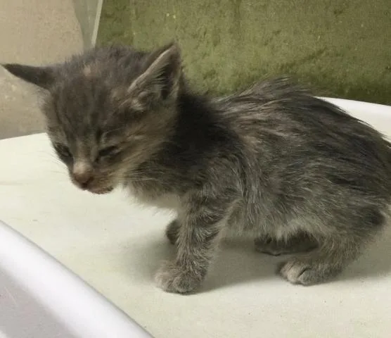 A baby small-sized female Domestic Short Hair cat named Winnie for adoption in Riverside, CA