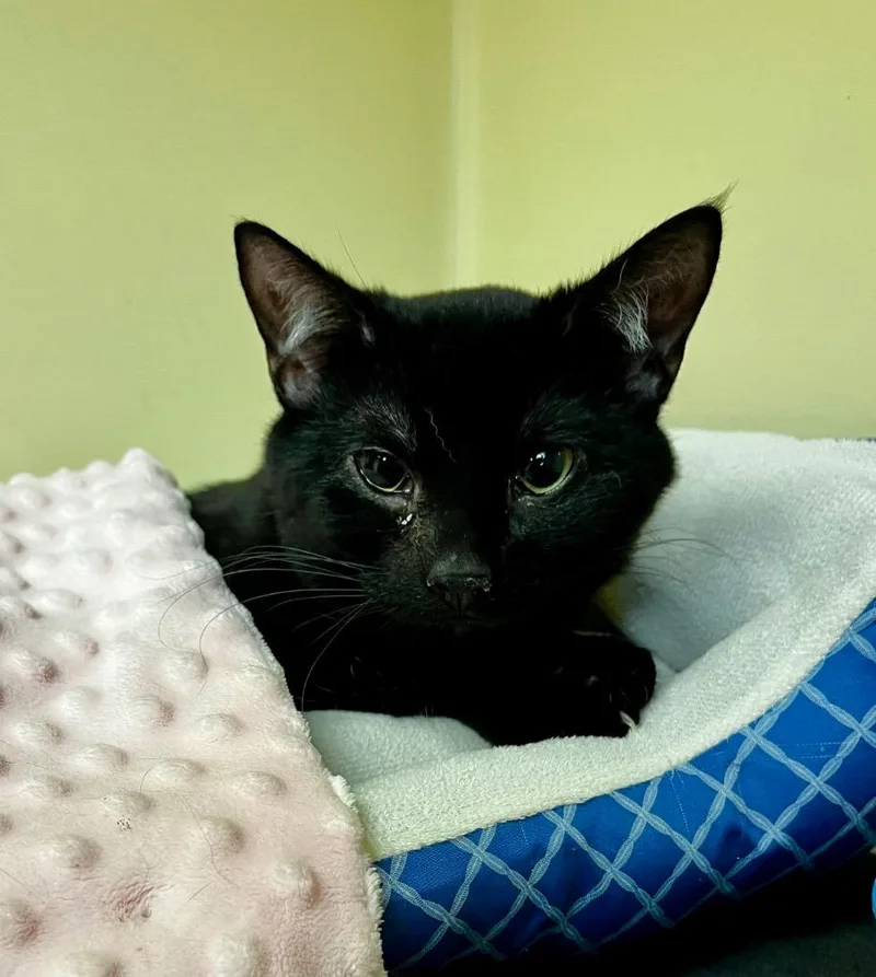 A baby medium-sized male Domestic Short Hair cat named Prince Charming for adoption in Clinton, SC